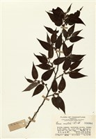 藏品(尖尾谷皮樹)的圖片